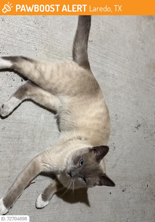 Found/Stray Male Cat last seen Los Palmares Subdivision, Laredo, TX 78045