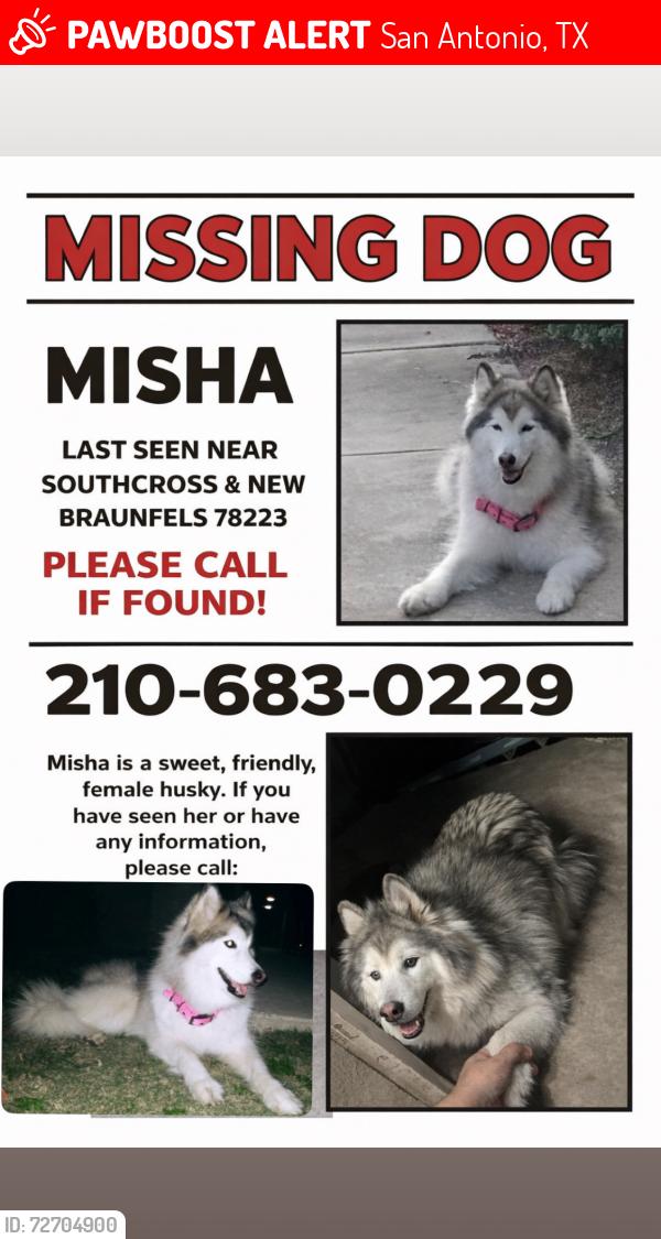 Lost Female Dog last seen South cross and clark, San Antonio, TX 78223