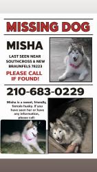 Lost Female Dog last seen South cross and clark, San Antonio, TX 78223