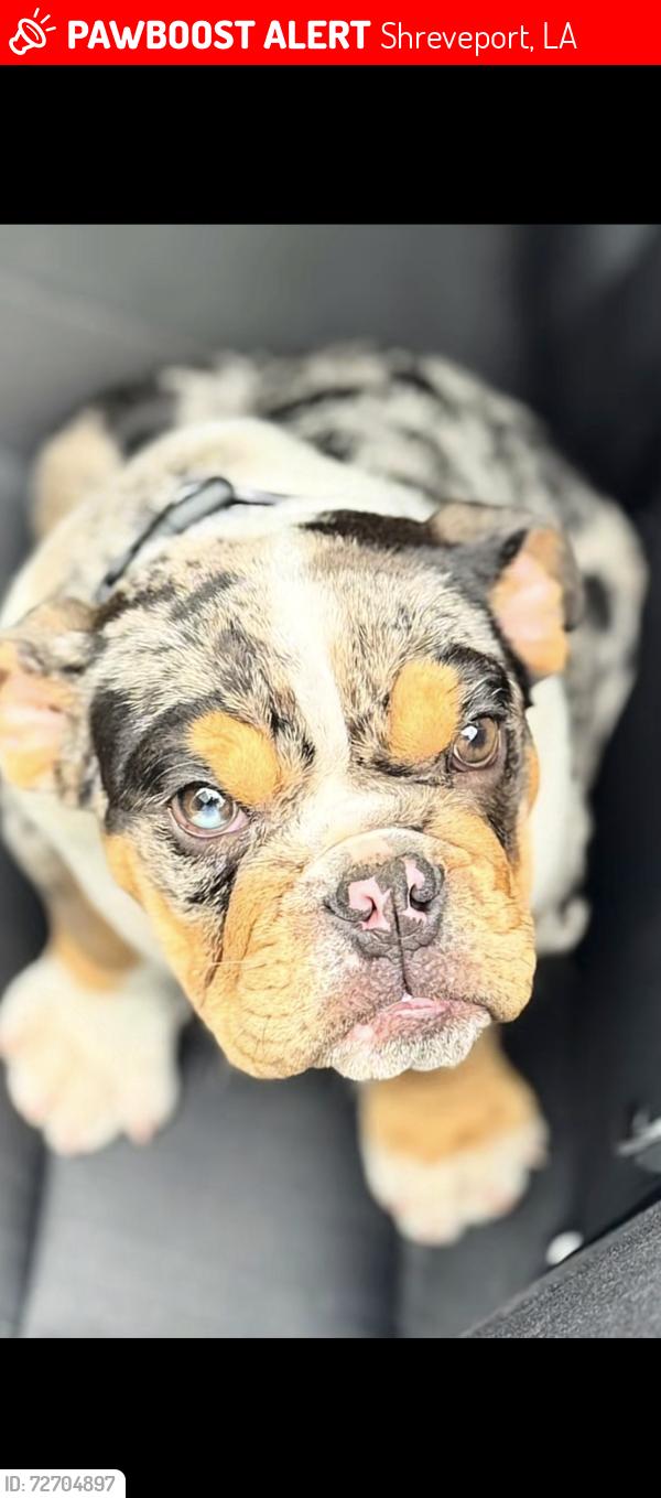 Lost Male Dog last seen Near damaka dr, Shreveport, LA 71106