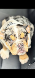 Lost Male Dog last seen Near damaka dr, Shreveport, LA 71106