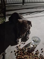 Found/Stray Male Dog last seen On the very corner between the church and the apmts, Bakersfield, CA 93307