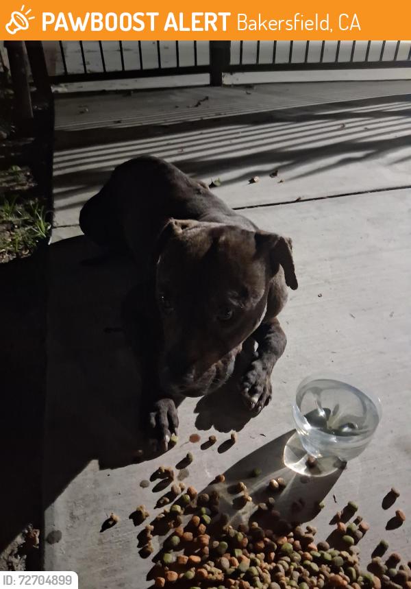 Found/Stray Male Dog last seen On the very corner between the church and the apmts, Bakersfield, CA 93307