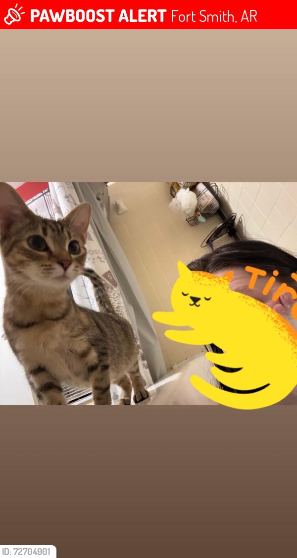 Lost Female Cat last seen Central Mall, Fort Smith, AR 72903