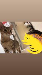 Lost Female Cat last seen Central Mall, Fort Smith, AR 72903
