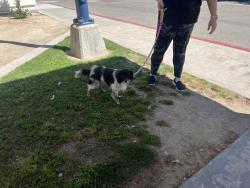 Found/Stray Unknown Dog last seen Reese  N  Ave, Fresno, CA 93722