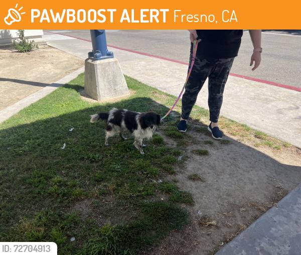 Found/Stray Unknown Dog last seen Reese  N  Ave, Fresno, CA 93722