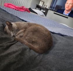 Lost Female Cat last seen Eastern Valley Road and Malvern Avenue, Roseville Chase, NSW 2069