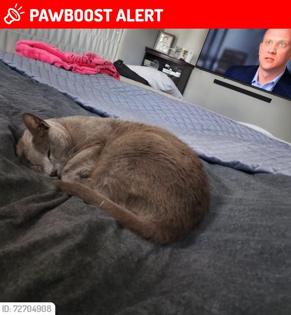 Lost Female Cat last seen Eastern Valley Road and Malvern Avenue, Roseville Chase, NSW 2069