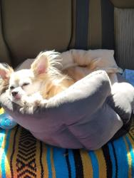 Lost Male Dog last seen Near s char lane , Mulino, OR 97042