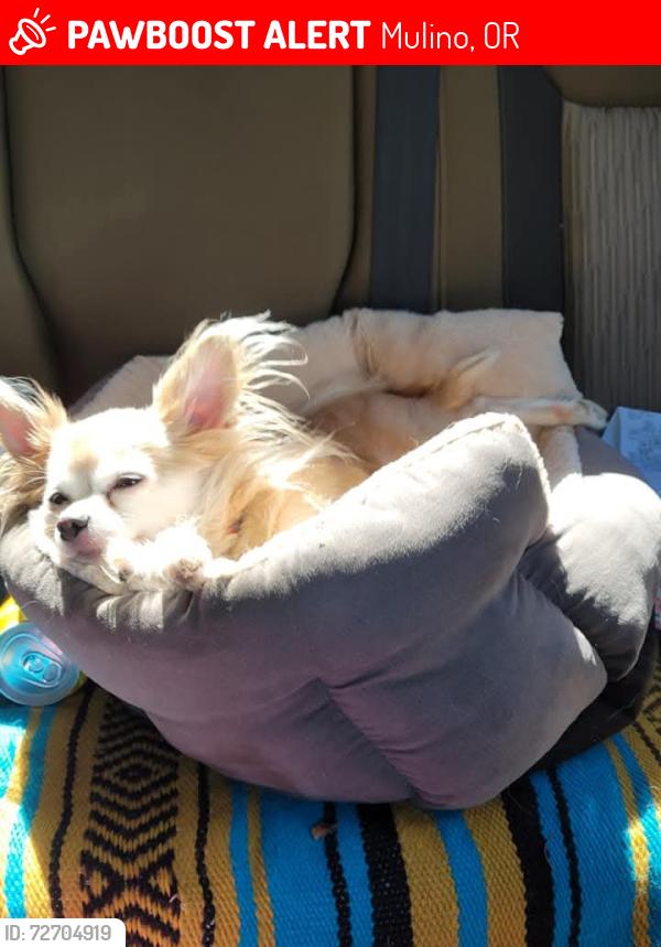 Lost Male Dog last seen Near s char lane , Mulino, OR 97042