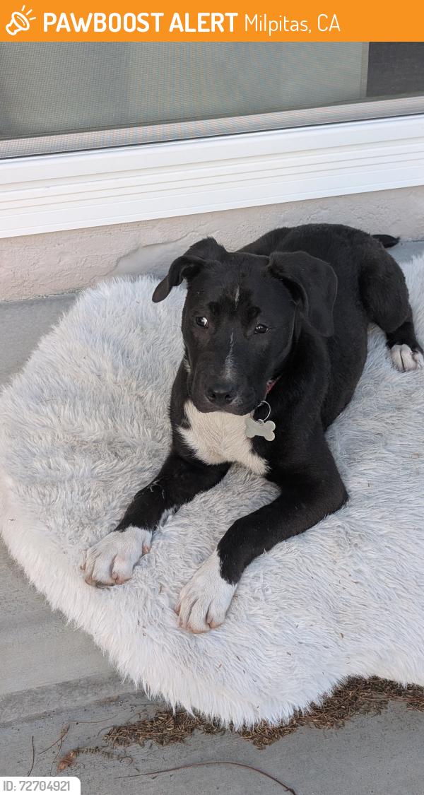 Found/Stray Female Dog last seen Near Milpitas exit , Milpitas, CA 95035