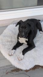 Found/Stray Female Dog last seen Near Milpitas exit , Milpitas, CA 95035
