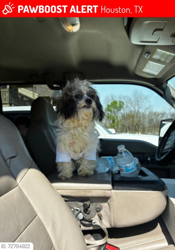 Lost Male Dog last seen Cook, Houston, TX 77099