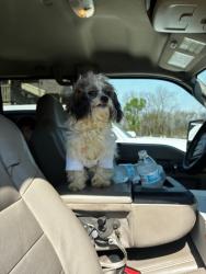 Lost Male Dog last seen Cook, Houston, TX 77099