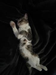 Lost Male Cat last seen Near enson avenue , Mobile, AL 36608