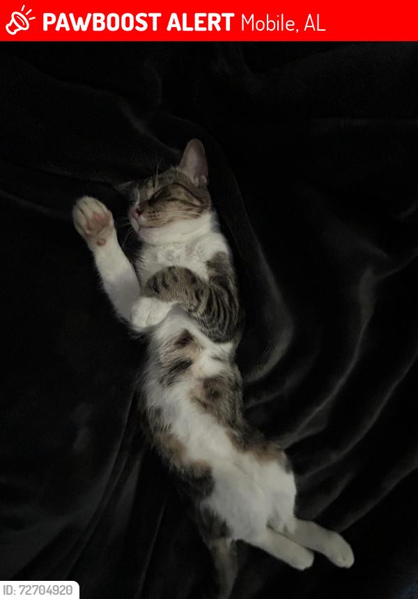 Lost Male Cat last seen Near enson avenue , Mobile, AL 36608