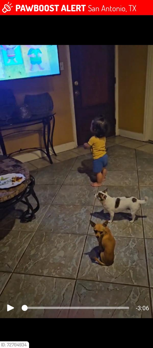 Lost Male Dog last seen Near Old Pearsall Rd, San Antonio, TX 78242, San Antonio, TX 78242
