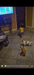 Lost Male Dog last seen Near Old Pearsall Rd, San Antonio, TX 78242, San Antonio, TX 78242