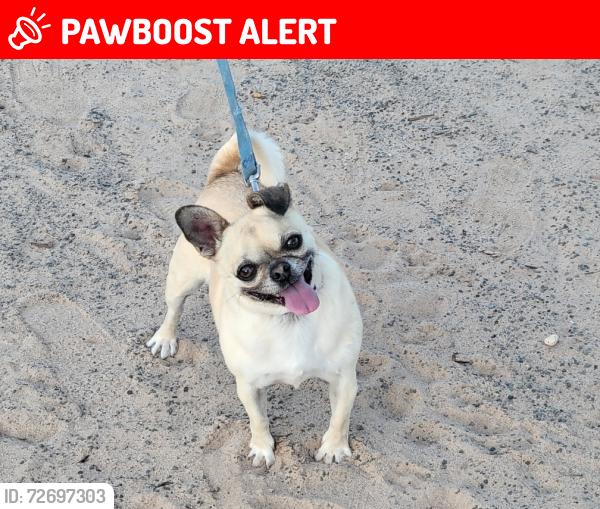 Lost Female Dog last seen Rio communities New Mexico Belen, Rio Communities, NM 87002