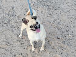 Lost Female Dog last seen Rio communities New Mexico Belen, Rio Communities, NM 87002