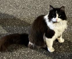 Found/Stray Unknown Cat last seen Honeycomb st, Orlando, FL 32812
