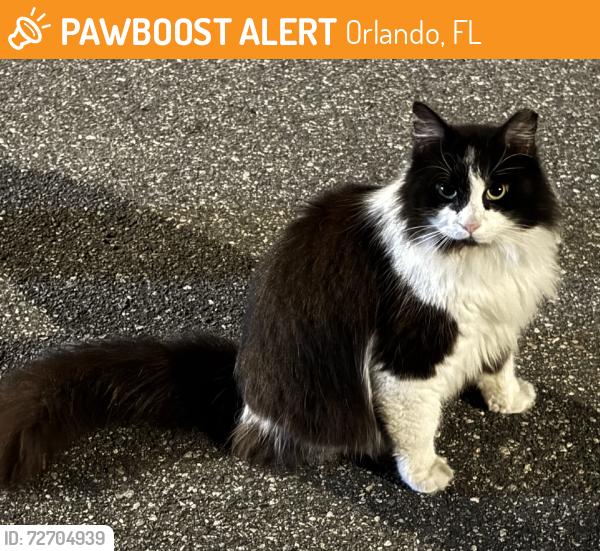 Found/Stray Unknown Cat last seen Honeycomb st, Orlando, FL 32812