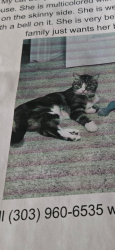 Lost Female Cat last seen 47th, Yuma, AZ 85364