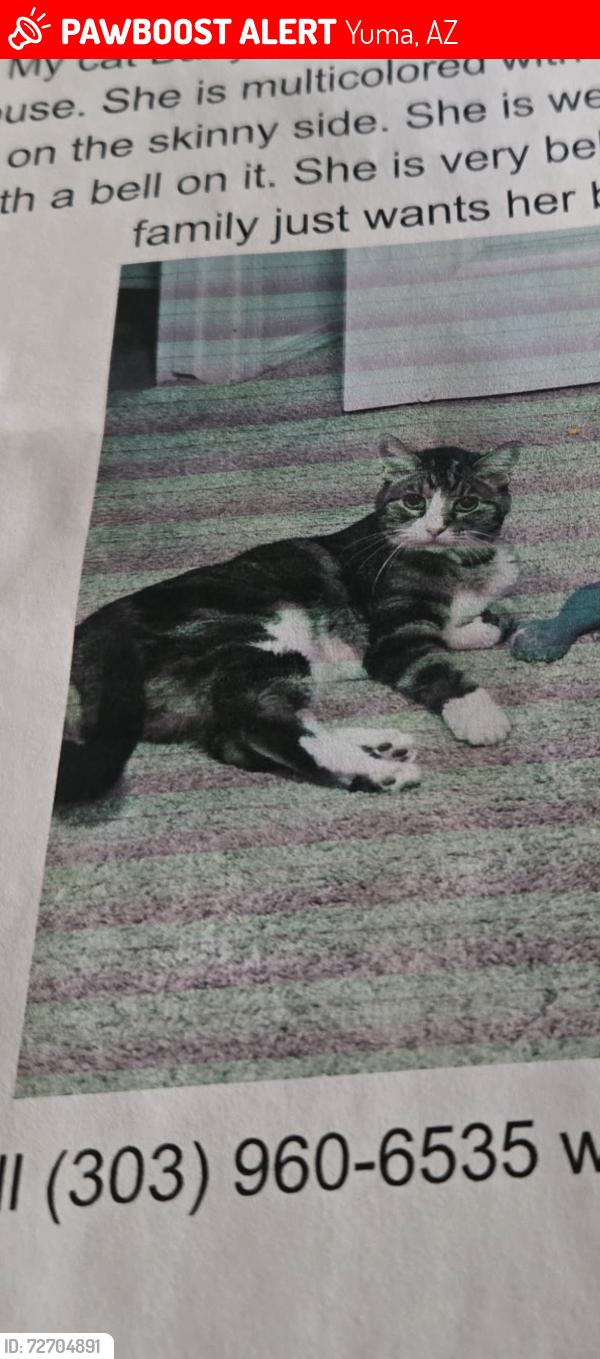 Lost Female Cat last seen 47th, Yuma, AZ 85364