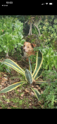 Found/Stray Unknown Dog last seen Osage neighborhood in Westchester- last seen running along West 85th place, Los Angeles, CA 90045