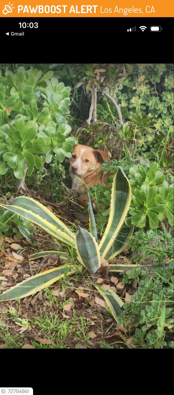 Found/Stray Unknown Dog last seen Osage neighborhood in Westchester- last seen running along West 85th place, Los Angeles, CA 90045