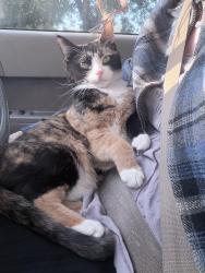 Found/Stray Female Cat last seen Tennessee Street, FSU Campus (near the Psych department), Tallahassee, FL 32304
