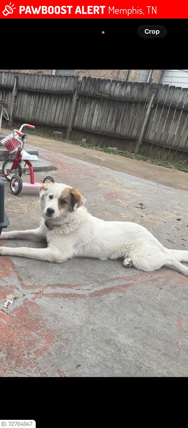Lost Female Dog last seen Near 3438 Hadley Rd Memphis, TN  38111 Estados Unidos, Memphis, TN 38111