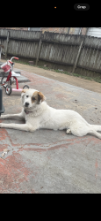 Lost Female Dog last seen Near 3438 Hadley Rd Memphis, TN  38111 Estados Unidos, Memphis, TN 38111