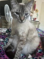 Lost Male Cat last seen Grackle, Cypress, TX 77433