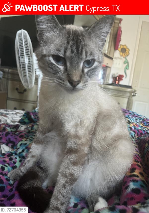 Lost Male Cat last seen Grackle, Cypress, TX 77433