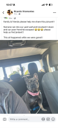 Lost Male Dog last seen Near e 5th street, National City, CA 91950
