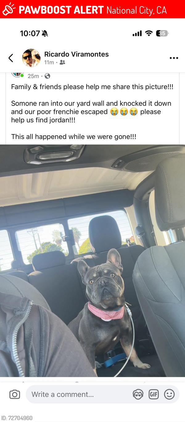 Lost Male Dog last seen Near e 5th street, National City, CA 91950