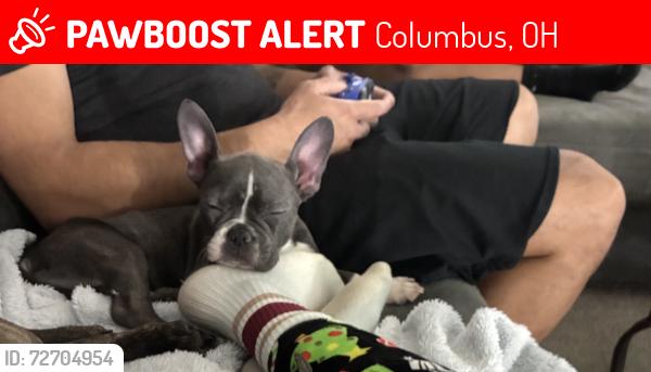 Lost Female Dog last seen Pendent and Willowswitch. Williams and Spangler, Columbus, OH 43207