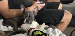 Lost Female Dog last seen Pendent and Willowswitch. Williams and Spangler, Columbus, OH 43207