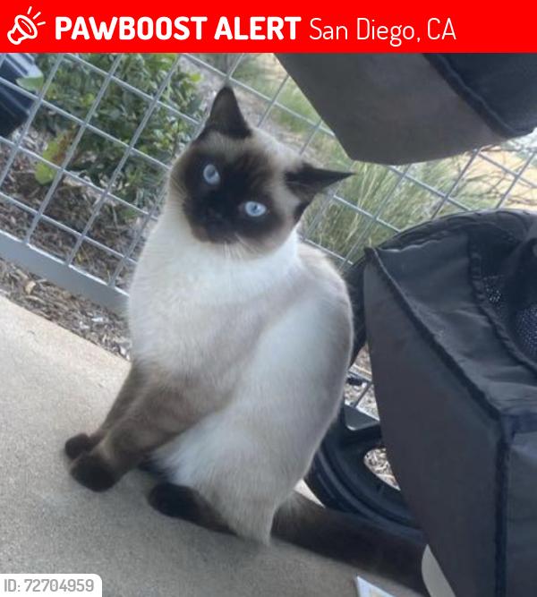 Lost Female Cat last seen Near Merge Ave San Diego CA 92129, San Diego, CA 92129