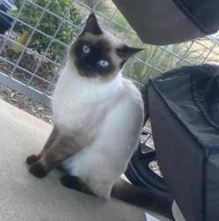 Lost Female Cat last seen Near Merge Ave San Diego CA 92129, San Diego, CA 92129