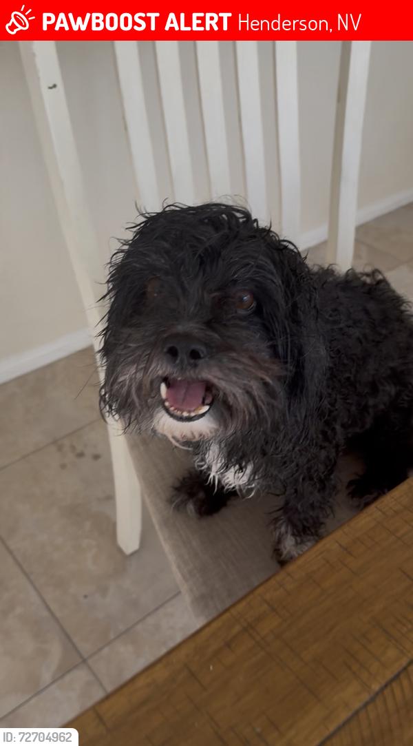 Lost Male Dog last seen Eastern and windmill, Henderson, NV 89074
