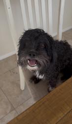 Lost Male Dog last seen Eastern and windmill, Henderson, NV 89074