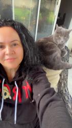 Lost Male Cat last seen Haven, riverside drive , Archibald , Ontario, CA 91761