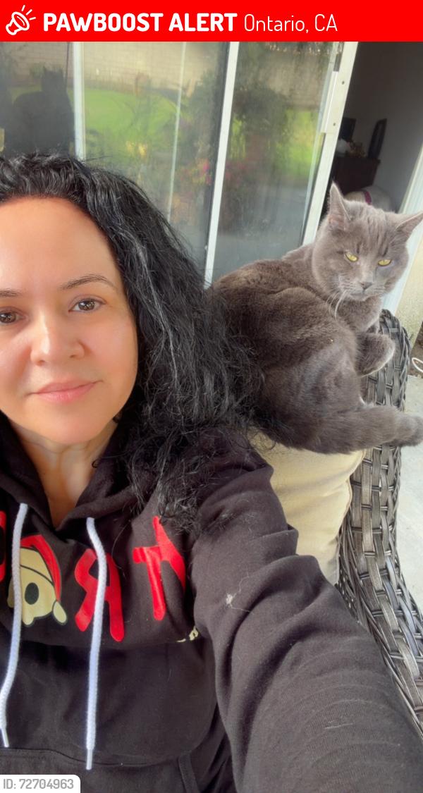 Lost Male Cat last seen Haven, riverside drive , Archibald , Ontario, CA 91761
