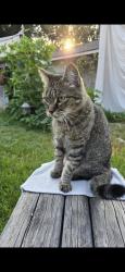 Lost Female Cat last seen Prodo Regonial  Park, Chino, CA 91708