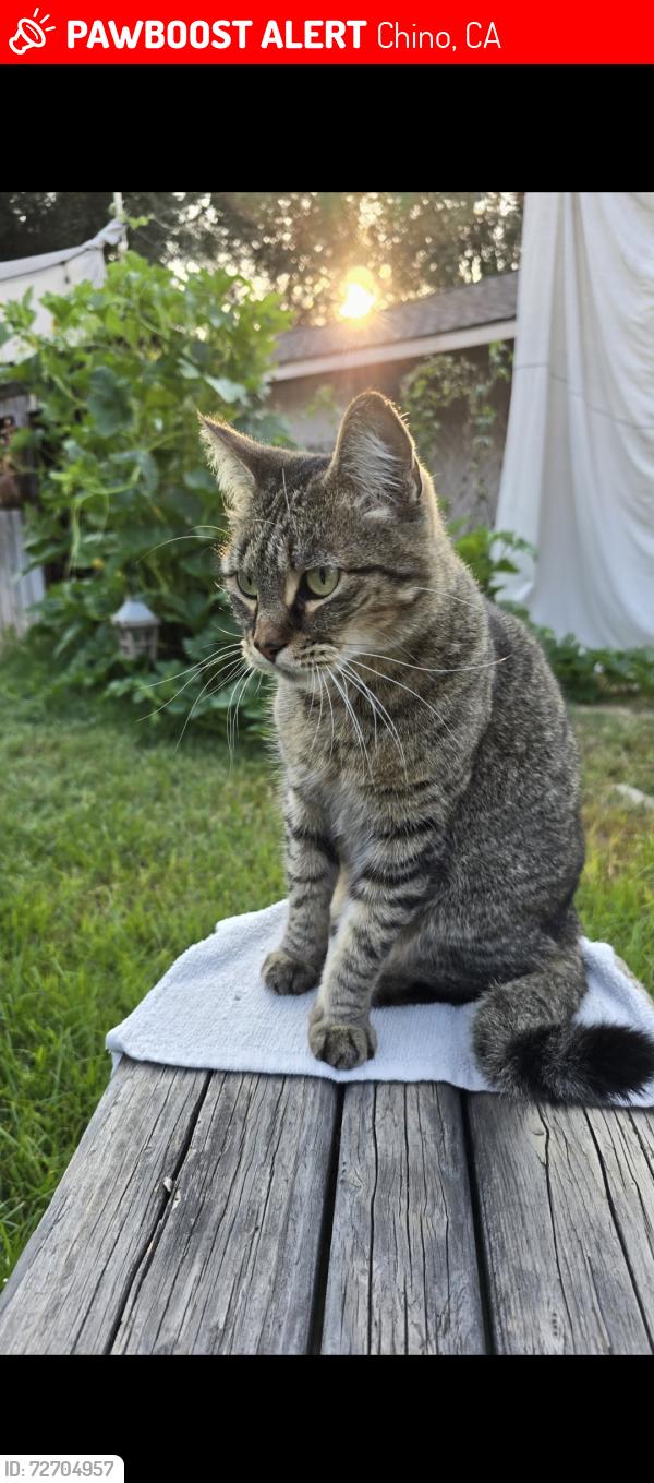 Lost Female Cat last seen Prodo Regonial  Park, Chino, CA 91708