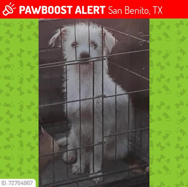 Lost Female Dog last seen Poinciana St San Benito TX , San Benito, TX 78586