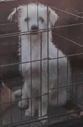 Lost Female Dog last seen Poinciana St San Benito TX , San Benito, TX 78586